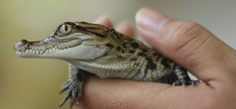 A nap képe: sziámi krokodil született Laoszban