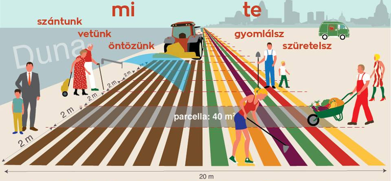 Új szintre emelkedik az urbánus kertészkedés Budapesten