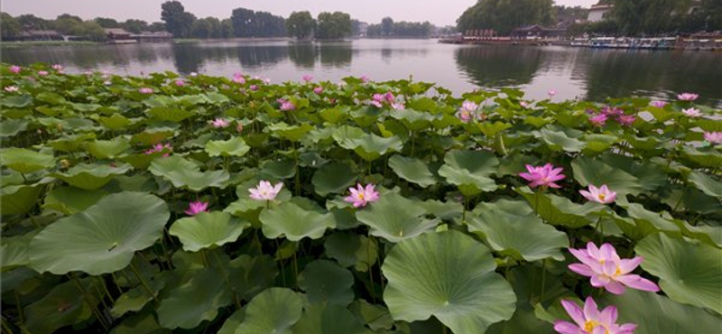 Lótuszvirágzás a pekingi Fekete-tavon - fotó