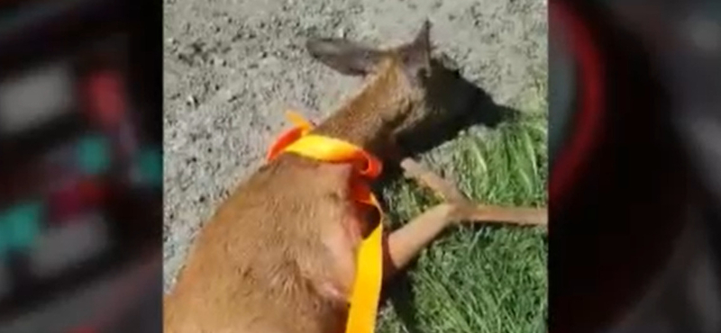 Spaniferrel húzta ki az őzet az öntözőcsatornából - videóval