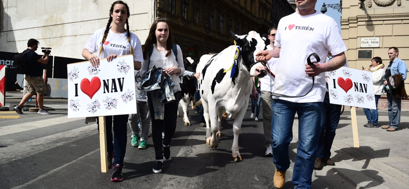 Így előzné meg a kormány a tejpiaci összeomlást