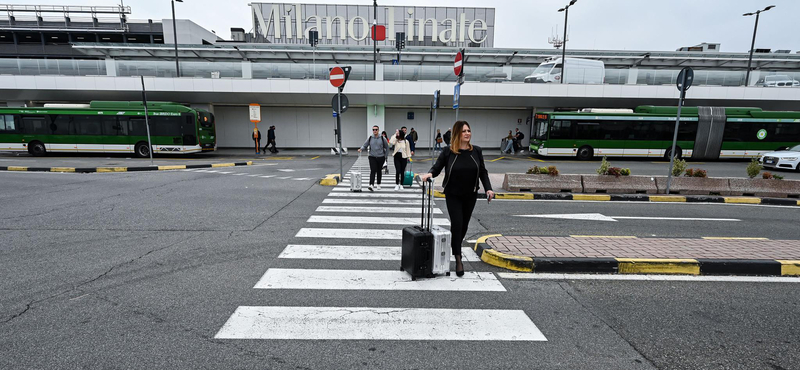 Egy légitársaság ingyen utazást ajánlott fel annak, aki örökbefogad egy kiscicát 