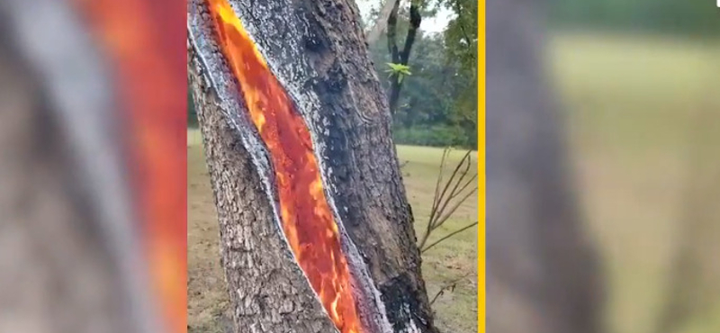 Nézze meg, hogyan ég egy fa belseje egy villámcsapás után - videó