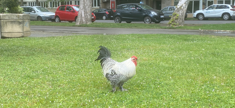 Elpusztult Sanyi, a bántalmazott békéscsabai közkakas