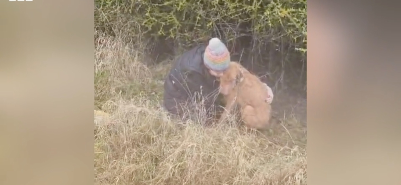 Hőkamerás drónnal kerestek és találtak meg egy magyar vizslát Angliában – videó