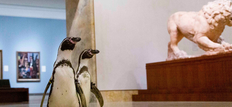 Múzeumlátogatásra vittek pingvineket, hogy ne unatkozzanak