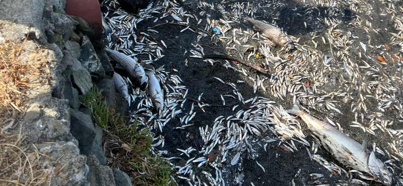 Rothadó haltetemek ezreit sodorja a víz a partra San Franciscónál, egy alga elszívja előlük az összes oxigént