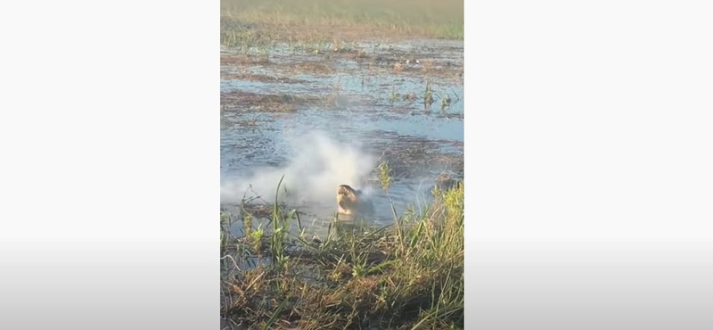 Egy aligátor bekapott egy drónt, mire az kigyulladt a szájában – videó