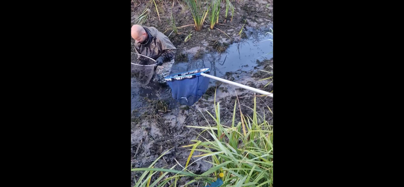 Vergődő halakat mentettek a halőrök a Balatonnál