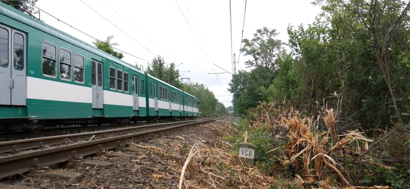 Kilométereken át megcsonkították a fákat a HÉV vonalán