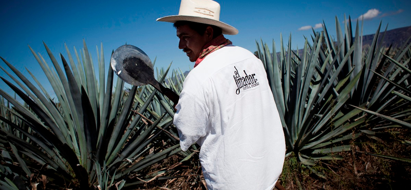 Citromba haraphatunk, sót nyalhatunk, de búcsút mondhatunk az olcsó tequilának