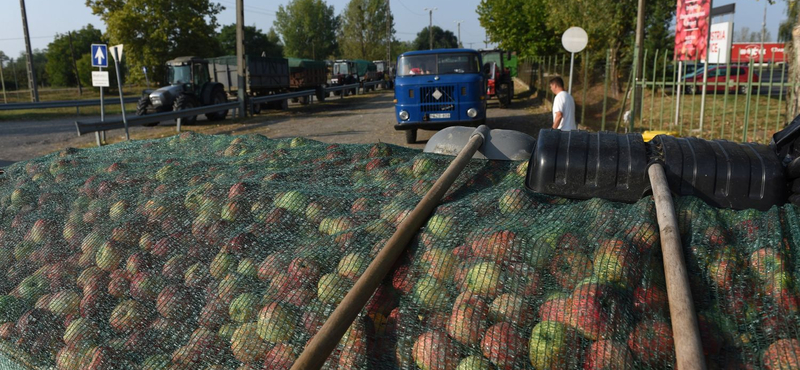 Miért rúgták ki a boltost, aki eladott 15 ezer almát egy vevőnek?