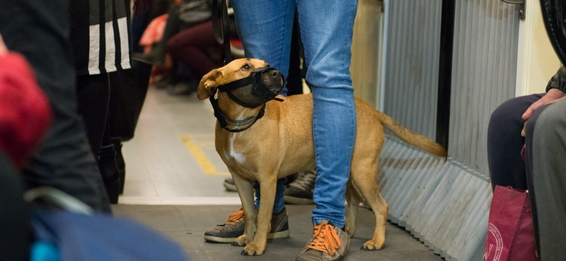 Ingyenes lesz a kutya- és kerékpárszállítás a bérleteseknek a BKK járatain