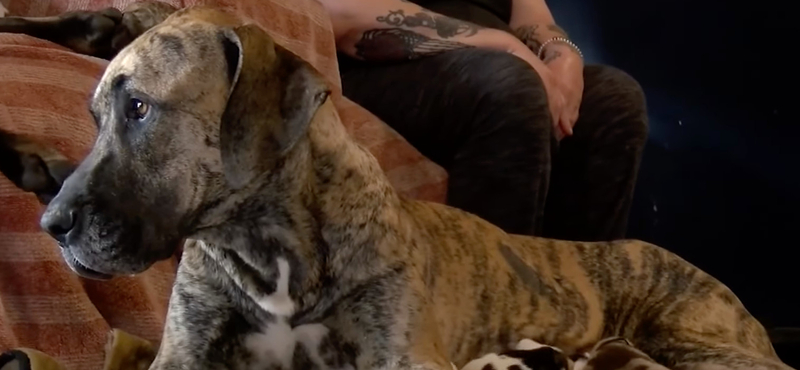 27 óra alatt 21 kiskutyának adott életet egy német dog