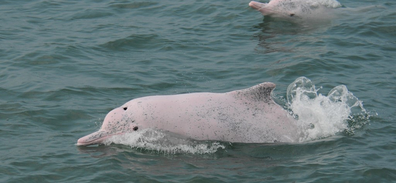 Rengeteg tengeri állat pusztul el zacskók és műanyagcsomagolások miatt