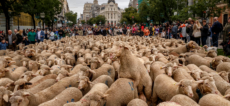 Birkák özönlötték el a madridi utcákat