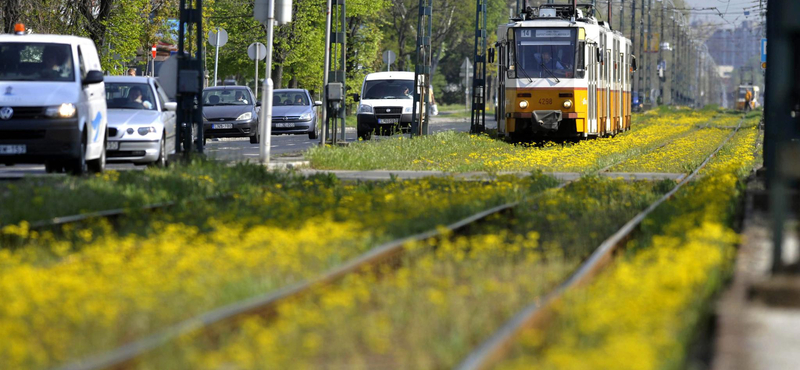 Fotó: sárga szőnyegen siklik az angyalföldi villamos