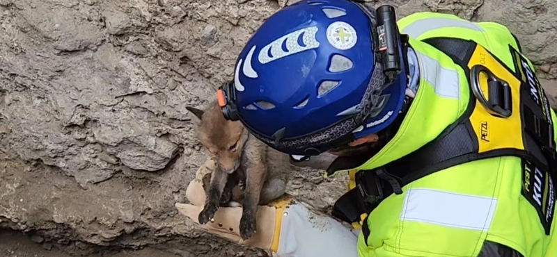 Négyméteres gödörből kellett kimenteni egy apró rókakölyköt Visegrádon - videó