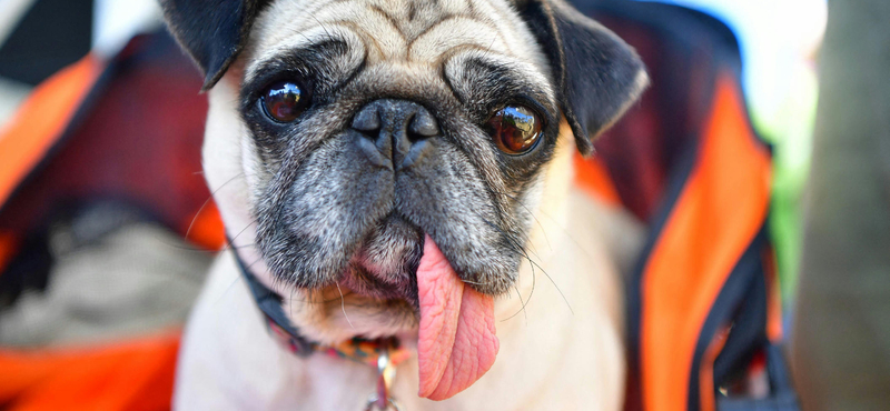 Az ELTE kutatói bizonyították, hogy a kutyák is képesek úgy érteni a szavakat, mint az emberek