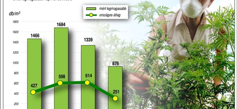 Indul a parlagfűszezon, jönnek az allergiás tünetek