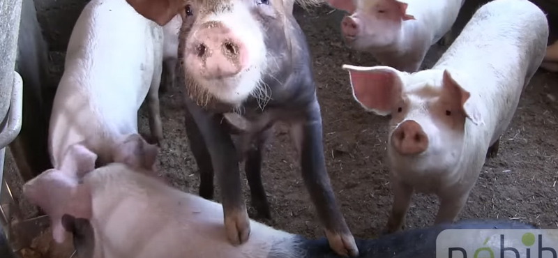 Patkányokat, penészt és koszt találtak a Nébih-ellenőrök egy Békés megyei kistermelőnél