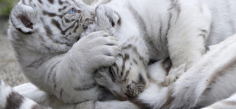 Koronavírus miatt pusztulhatott el két fehértigris Pakisztánban