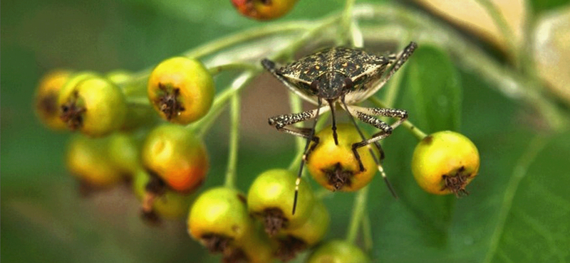 Ha poloskát lát, azonnal segítsen: a lakosság segítségét kéri a feltérképezésben az Agrártudományi Kutatóközpont