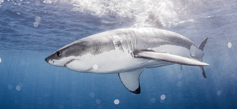 Mindenkit megdöbbentett a cápatámadásban meghalt tini esete