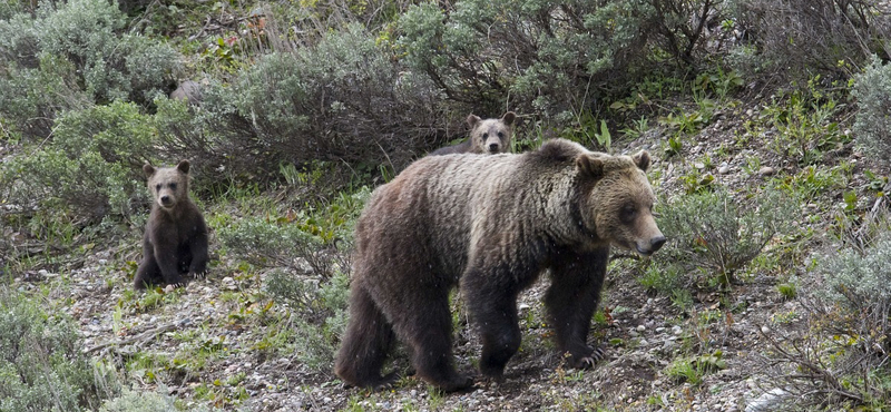 Grizzly medve ölhetett meg egy anyát és gyermekét Kanadában