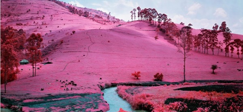 Richard Mosse pszichedelikus infraképei még a Kongó-medencét is vidámmá teszik