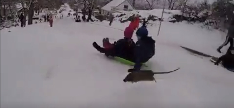 Egy váratlanul rájuk ugró patkány rémített halálra néhány szánkózót – videó