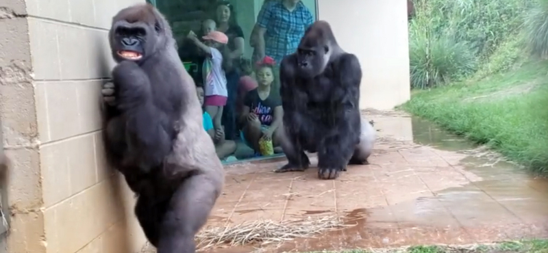 Röhögünk a gorillákon, pedig pont úgy viselkednek, mint mi