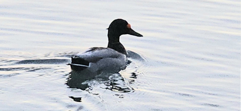 Nyíllal átlőtt fejű kacsa úszkált a Balatonban