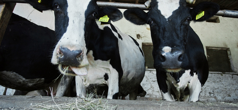 A Gici Tej tartozik a gazdáknak, az agrártárca ingyenhitelt kínál átmeneti megoldásként