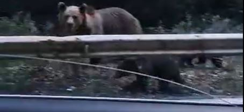 Hamisítvány a ceredi medvékről terjedő videó