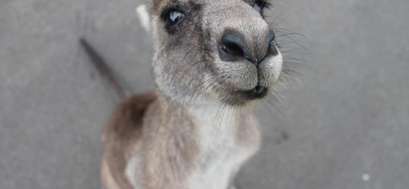 A kenguruk a tekintetükkel képesek kommunikálni