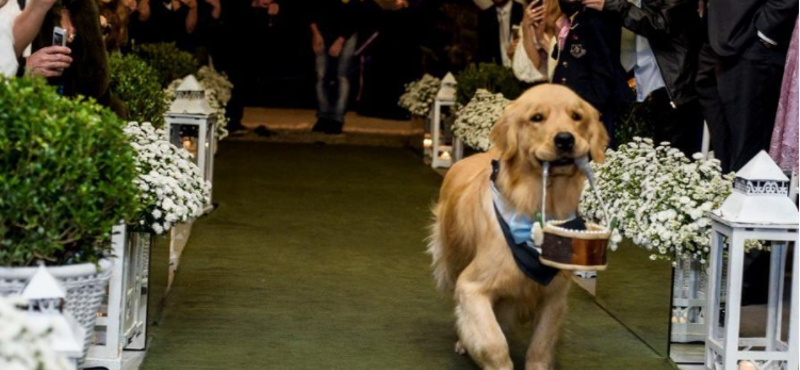 Sose bízzál komoly dolgot golden retrieverre – videó