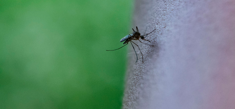 Kutatás bizonyította, hogy a szúnyogok nem képesek terjeszteni a koronavírust