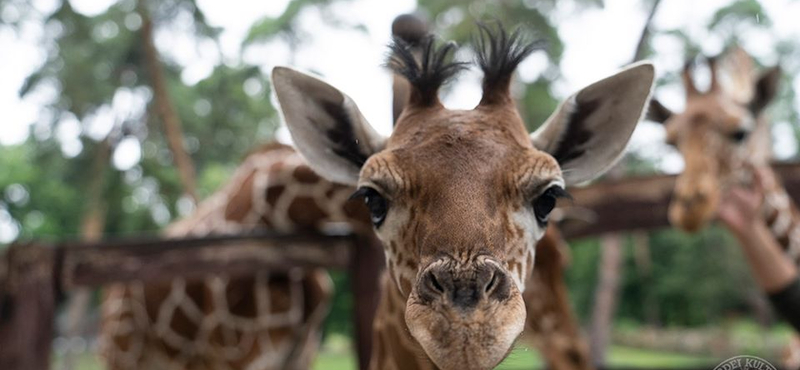 Egy zsiráfbébi a nyakát törte és elpusztult a Miami Állatkertben