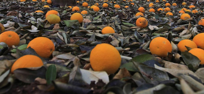 Megfejtették a kutatók a belilult narancs rejtélyét