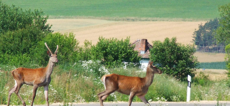 Őz miatt borult oldalára egy autó