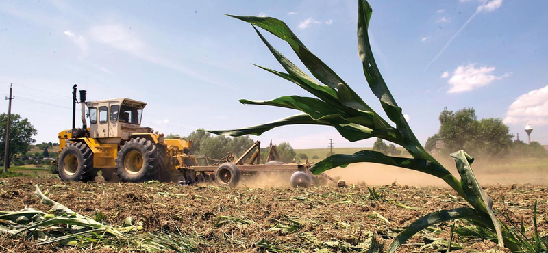 GMO-s kukorica: Csongrádban eddig egy gazda bánta