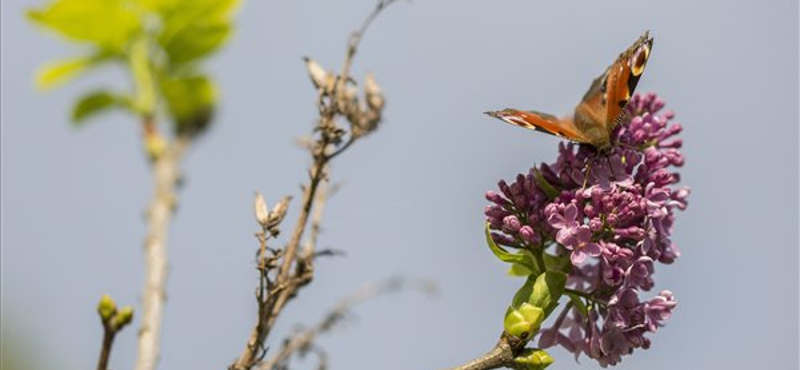 Virágba borult az orgona az októberi nyárban – fotó