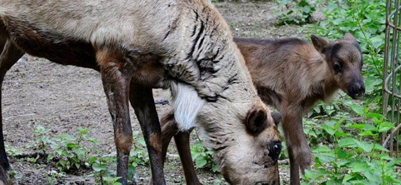 Először született rénszarvas a Miskolci Állatkertben