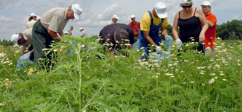 Az égből figyelik, ki hagyta meg a parlagfüvet a birtokán