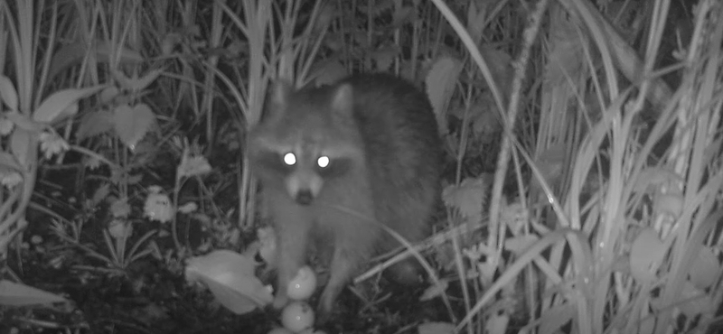 Rajtakapták a fészekrabló mosómedvéket Pest környékén, képeken a bizonyíték