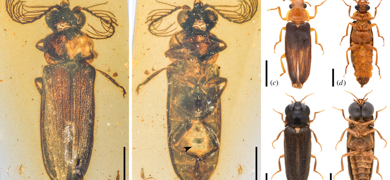 A szentjánosbogár százmillió éves ősét fedezték fel egy mianmari borostyánban