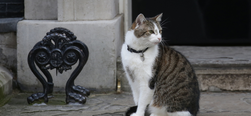 A Downing Street macskája máris bejelentkezett Theresa May utódjának