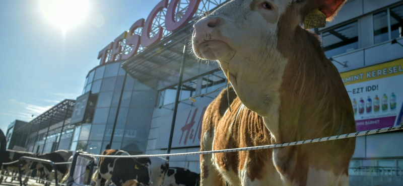 Lépett a Tesco: 165 ezer lesz a legkisebb bruttó bér