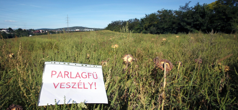 Nő a parlagfű pollenkoncentrációja, egyes területeken a nagyon magas szintet is elérheti